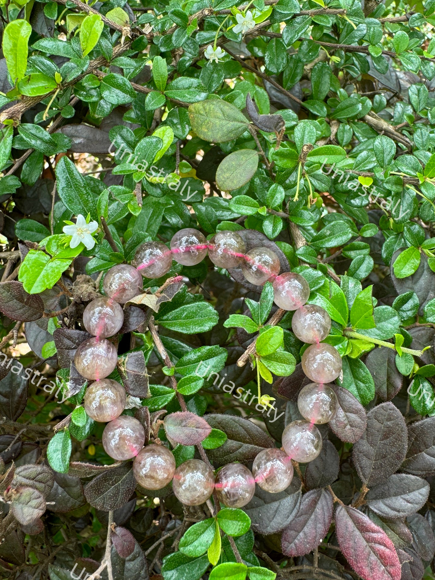 Love Magnet Strawberry Quartz Bracelet
