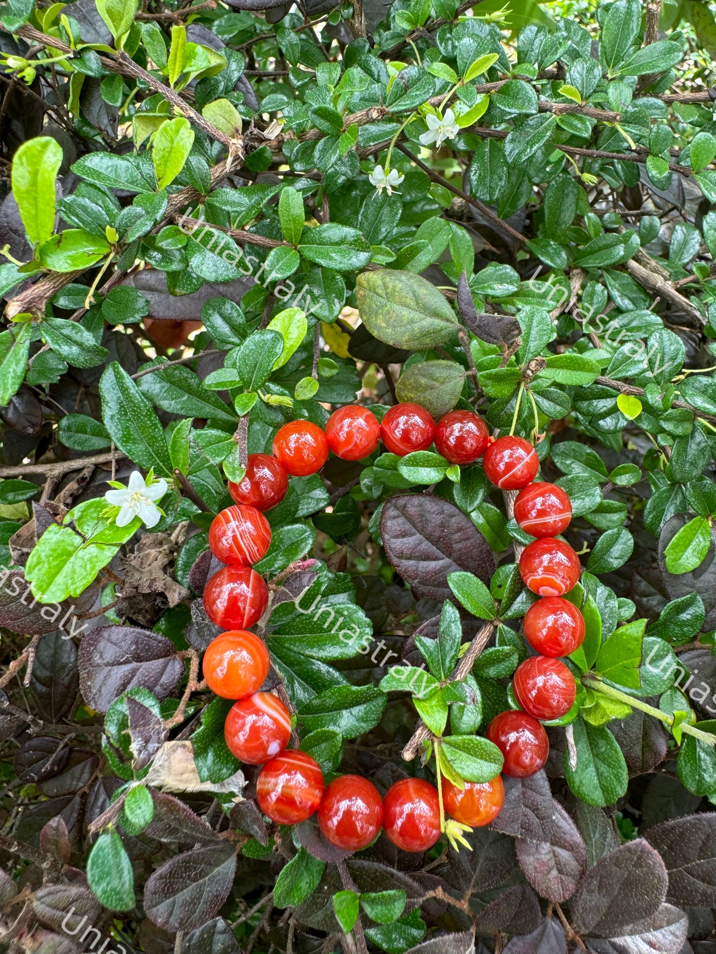Grounding Protection Warrior Carnelian Bracelet